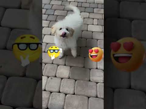 Cute Puppy Playing | Cutest Puppy #shorts #happy #cute #laugh #youtubeshorts