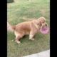 Cute and Funny Dog Videos | Minutes of Funny Puppy | Funniest & Cutest Puppies - Funny Puppy Videos
