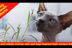 Cute and cuddly smarter cats and dogs impress their owners #shorts