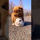 Cute baby animals Videos Compilation cutest moment of the animals - Cutest Puppies #2