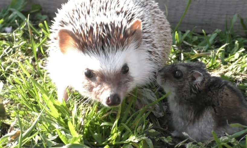 Cute baby animals play in nature Melody ASMR #110