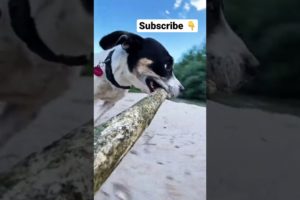 Cute dog playing with a stick 🤣 Funny Puppy 🐶 Beautiful Animals Please Subscribe 👇