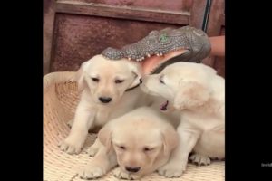 Cute puppies Videos  (cutest moment of the Puppies)