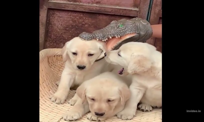 Cute puppies Videos  (cutest moment of the Puppies)