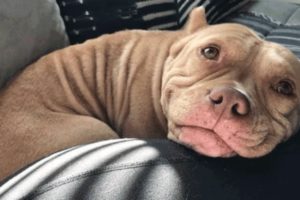 Cutest Dogs Of TikTok To Start Your Week