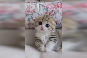 😻 Cutest Kitten | Most Adorable Kittens Video  | Compilation 2020