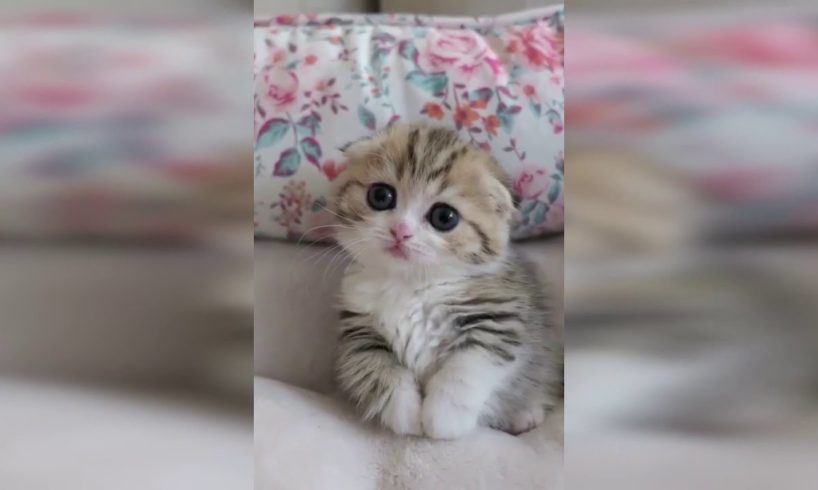 😻 Cutest Kitten | Most Adorable Kittens Video  | Compilation 2020