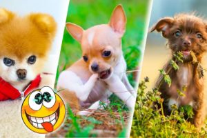Cutest Puppies Playing 🐶🐽 Puppies Funny moments 😁✌ Awesome collection