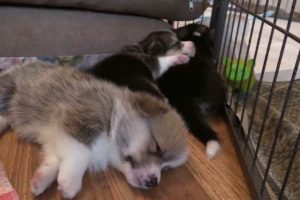 Cutest Puppies Sleeping Videos Compilation