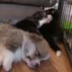 Cutest Puppies Sleeping Videos Compilation