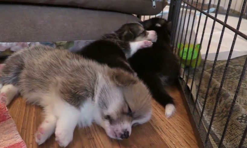 Cutest Puppies Sleeping Videos Compilation