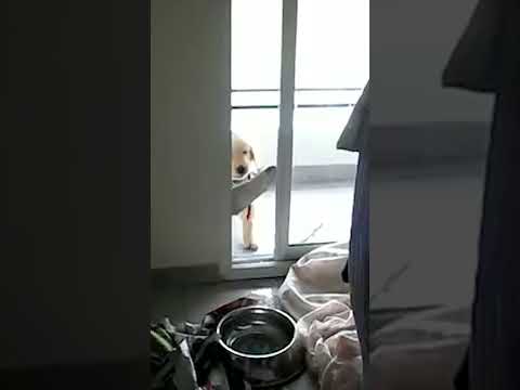 Cutest Puppy Can't Figure Out Door! #Shorts #NationalPuppyDay
