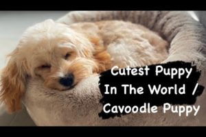 Cutest Puppy In The World / Cavoodle Puppy
