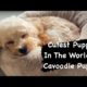 Cutest Puppy In The World / Cavoodle Puppy