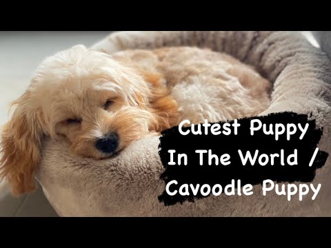 Cutest Puppy In The World / Cavoodle Puppy