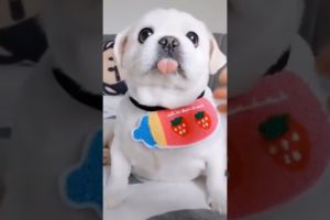 Cutest Puppy | Teacup puppies | Puppy Dog Pals | Cute Puppies | Cutest Puppy Ever #shorts