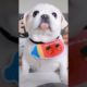 Cutest Puppy | Teacup puppies | Puppy Dog Pals | Cute Puppies | Cutest Puppy Ever #shorts
