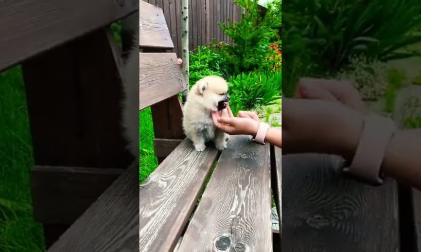 Cutest Puppy 🥰 -Videos With Cute puppies - Cutest puppy ever 🥰💖 Dog Videos