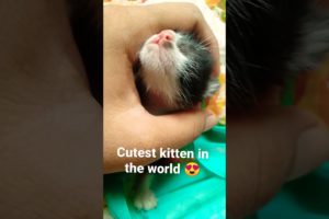 Cutest kitten in the world 😍. The cat Minak wants her baby back. Adorable Kitten 😽