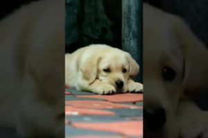 Cutest labrador 😘😘 & Funniest puppies #labrador #funnydogs #cutedog #funnypuppy #shorts #trending