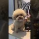 Cutest puppies 🥰 Dogs Are the Best🥰Cute Pomeranian