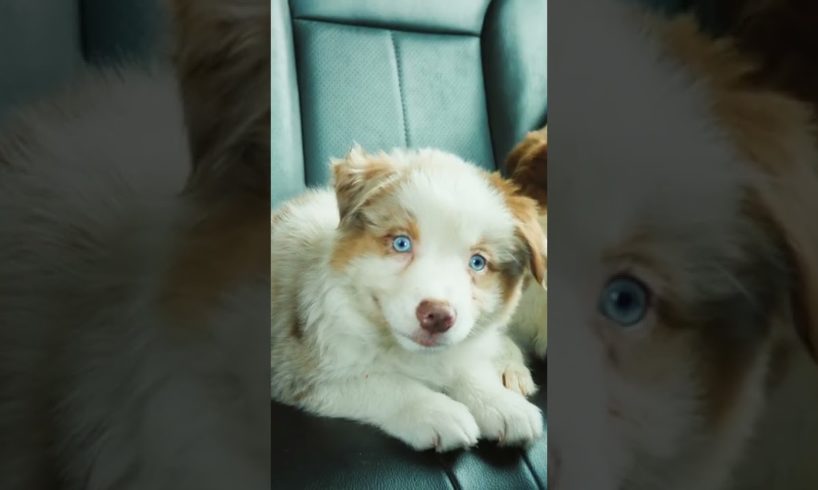 Cutest puppies ever 🐶 aww pets – watch it when you’re stressed or tired