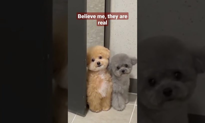 Cutest puppies ever i have seen. #cutedogs #puppies #cutepuppy