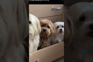 Cutest puppies in drawer #short #love #dog #trending #viral