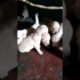 Cutest puppies mother Dogs and cute puppies videos🐕எங்கள் வீட்டுக்கு புது வரவு கியூட் நாய்குட்டிகள்