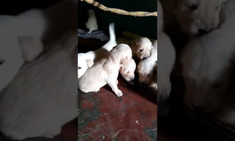 Cutest puppies mother Dogs and cute puppies videos🐕எங்கள் வீட்டுக்கு புது வரவு கியூட் நாய்குட்டிகள்