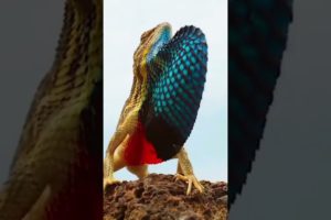 Dangerous Animal Fights 2022 | Animals Compilation  2022