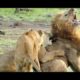 Dangerous Lions Fights! Animal Fights