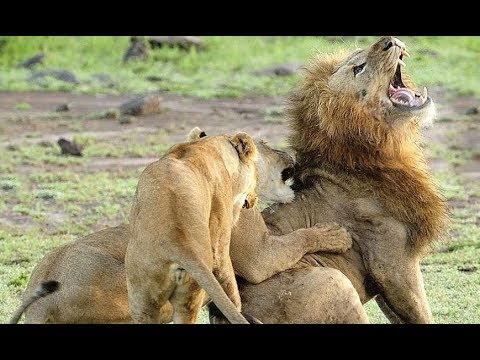 Dangerous Lions Fights! Animal Fights