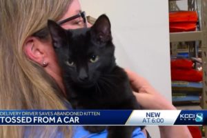 Delivery driver rescues cat dumped in Des Moines
