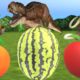 Dinosaurs Vs Mammoth Vs Tiger Wild Animals Play Games With Fruits in Forest