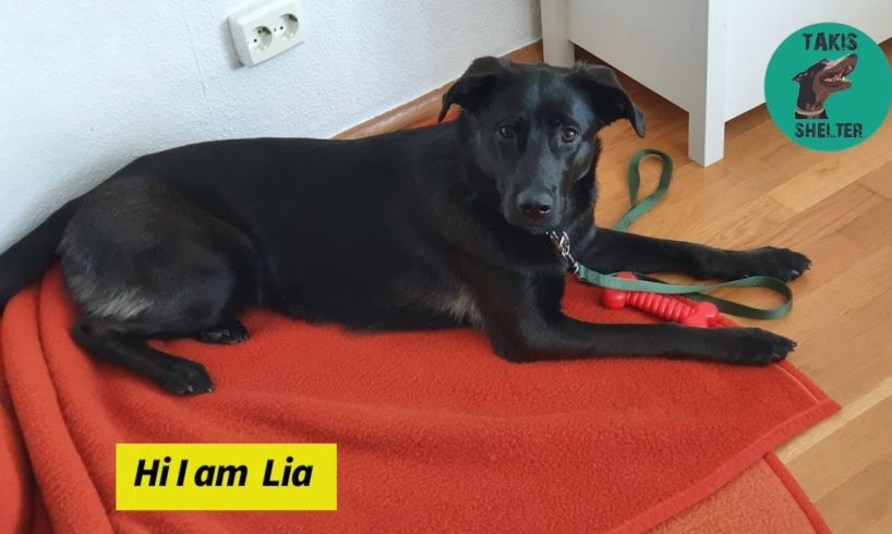 Do you live in Germany and want to adopt a beautiful active dog? Then Lia might be the dog for you