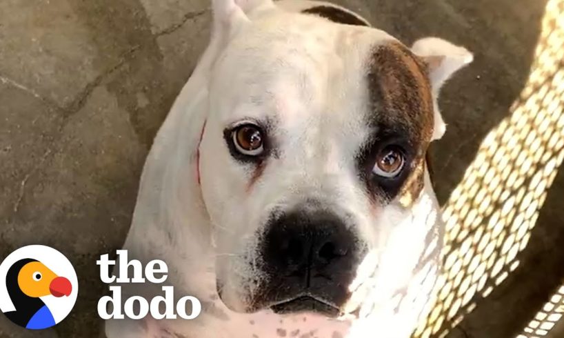 Dog Dumped At The Shelter Discovers The Great Outdoors | The Dodo