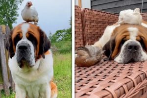 Dog Is Supernanny On Farm | ADORABLE Dog and Farm Animals 🐶🐥