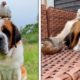 Dog Is Supernanny On Farm | ADORABLE Dog and Farm Animals 🐶🐥