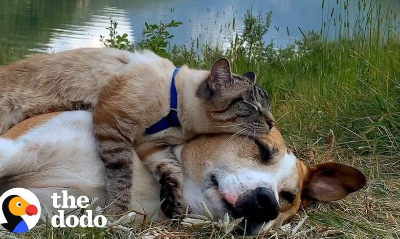 Dog Lets Cat Brother Ride On Him When They Go Hiking | The Dodo