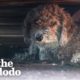 Dog Living In Junkyard Refused To Be Rescued Without His Sister | The Dodo