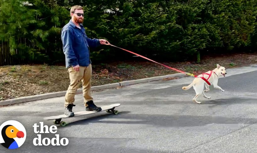 Dog Loves Taking Her Dad For a Ride | The Dodo