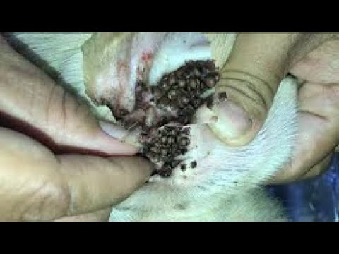 Dog Rescue Remove Big Ticks EP 26