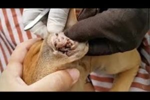 Dog Rescue Remove Big Ticks EP 29