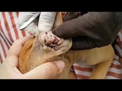 Dog Rescue Remove Big Ticks EP 29