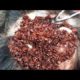 Dog Rescue Remove Big Ticks EP 39