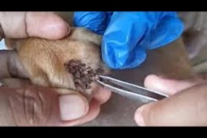 Dog Rescue Remove Big Ticks EP 8