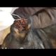 Dog Rescue Remove Big Ticks EP 9