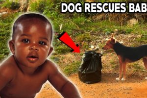 Dog Saves Baby in a Trash Bag - Amazing Animal Rescues Abandoned Baby