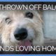 Dog Thrown off Balcony Finds Loving New Home | PETA Animal Rescues